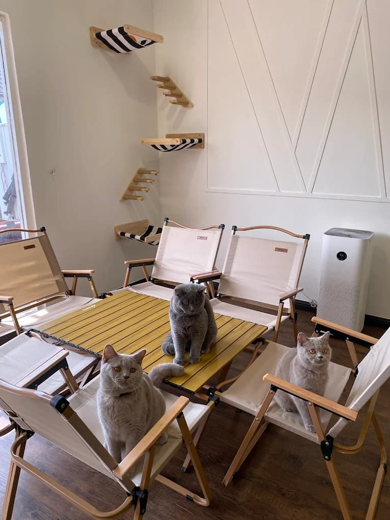 Amber Chamber Cafe SS15 - Pet cafe in Subang Jaya