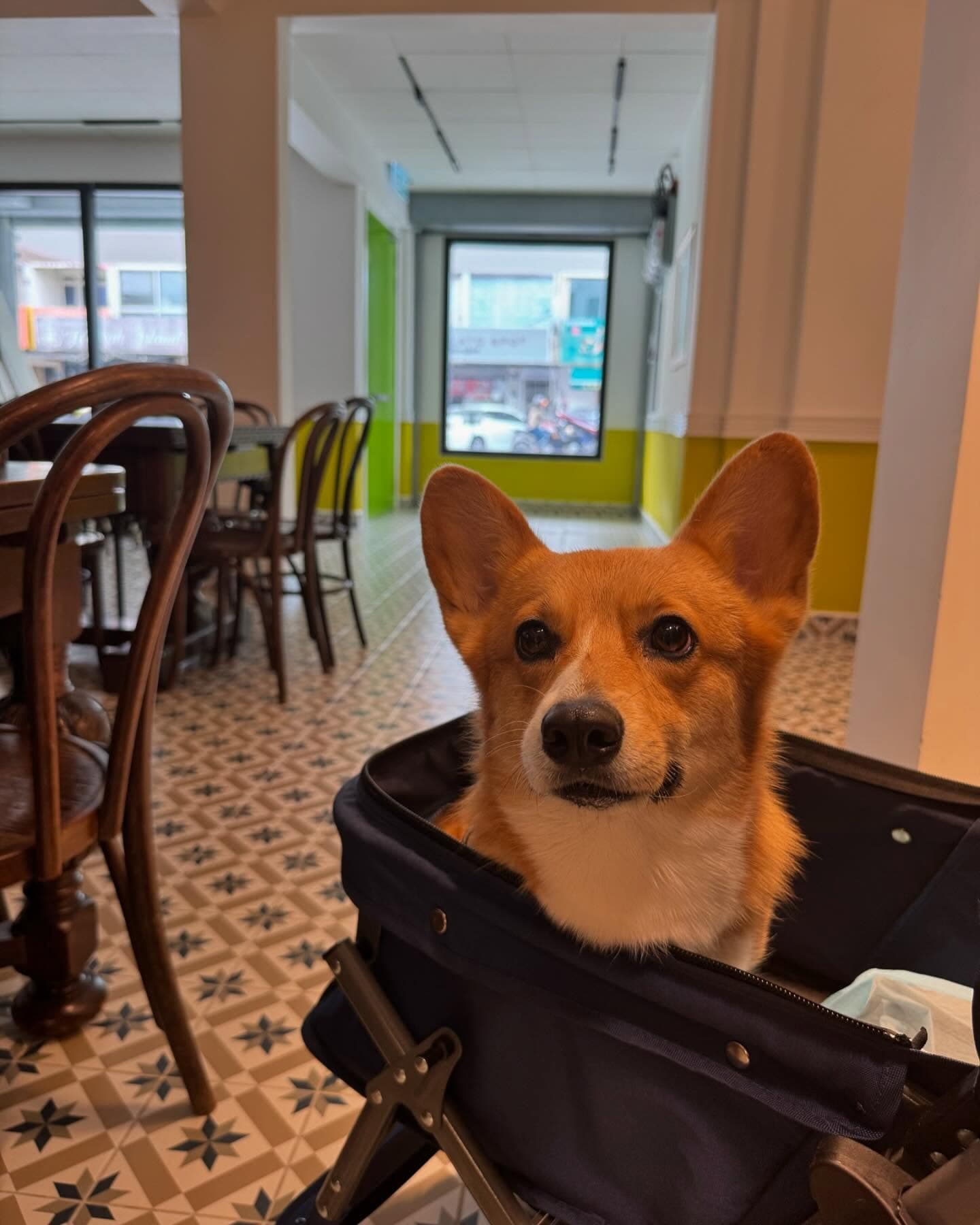 Fun Hammett - Pet cafe in Subang Jaya