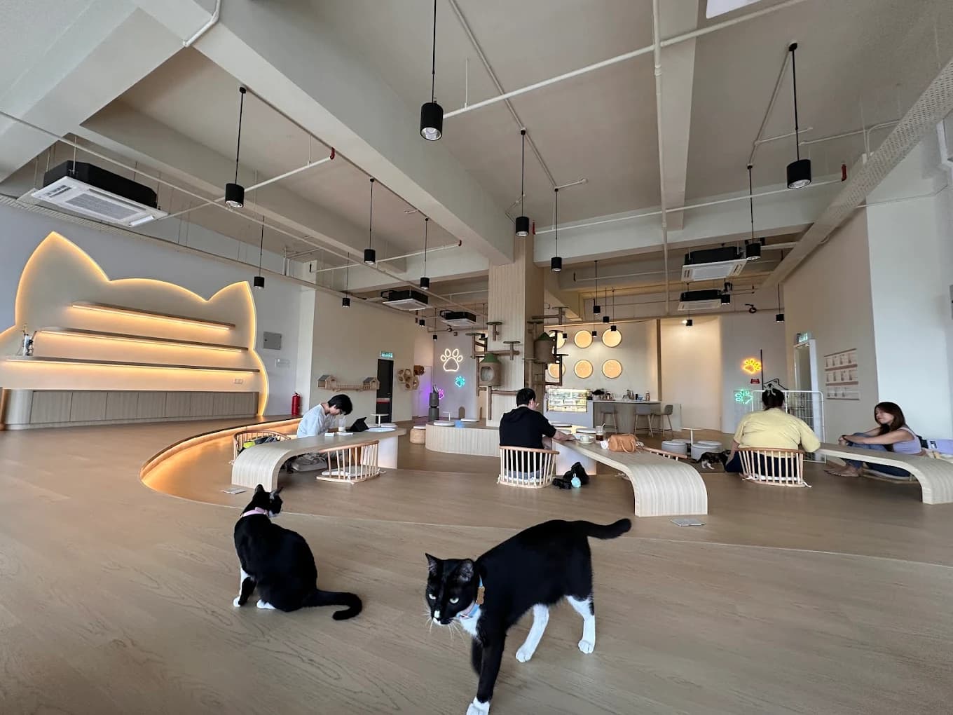 Purrfect Home - Pet cafe in Subang Jaya